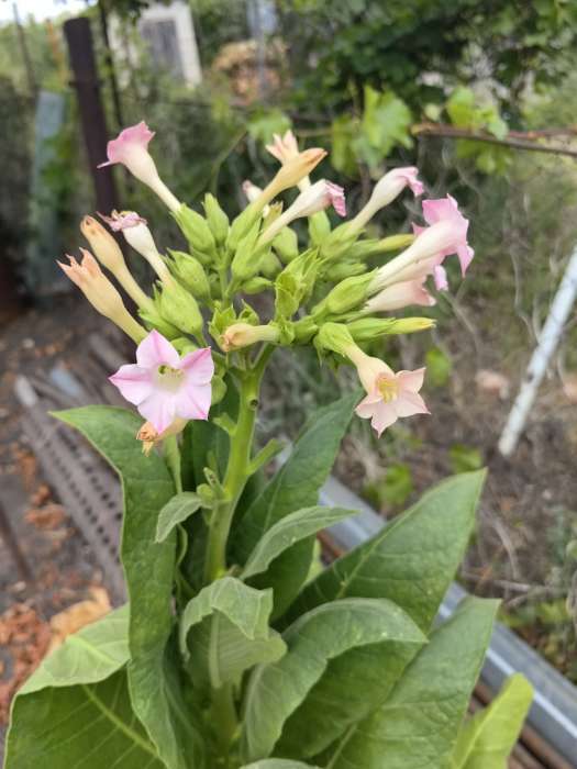 Фотография покупателя товара Семена Табак курительный "Вирджиния", ц/п, 0,01 г - Фото 1