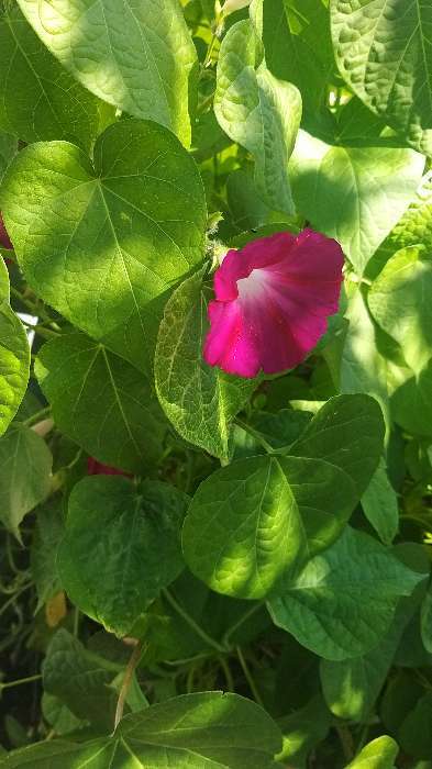Фотография покупателя товара Семена цветов Ипомея "Пурпурная смесь", 0,5 г. - Фото 4