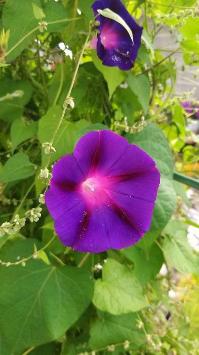 Фотография покупателя товара Семена цветов Ипомея "Пурпурная смесь", 0,5 г. - Фото 3