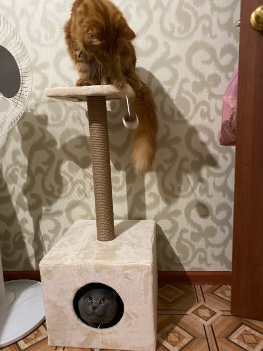 Фотография покупателя товара Домик для кошек с когтеточкой "Куб", с площадкой и игрушкой, 35 х 30 х 85 см, микс цветов - Фото 6