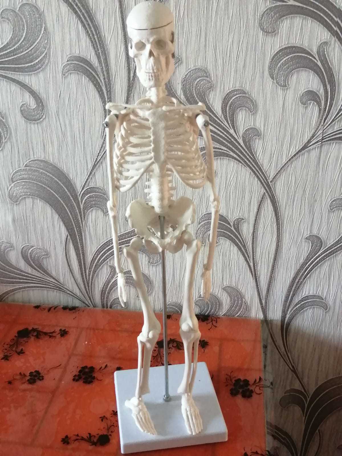 Фотография покупателя товара Макет "Скелет человека" 45см