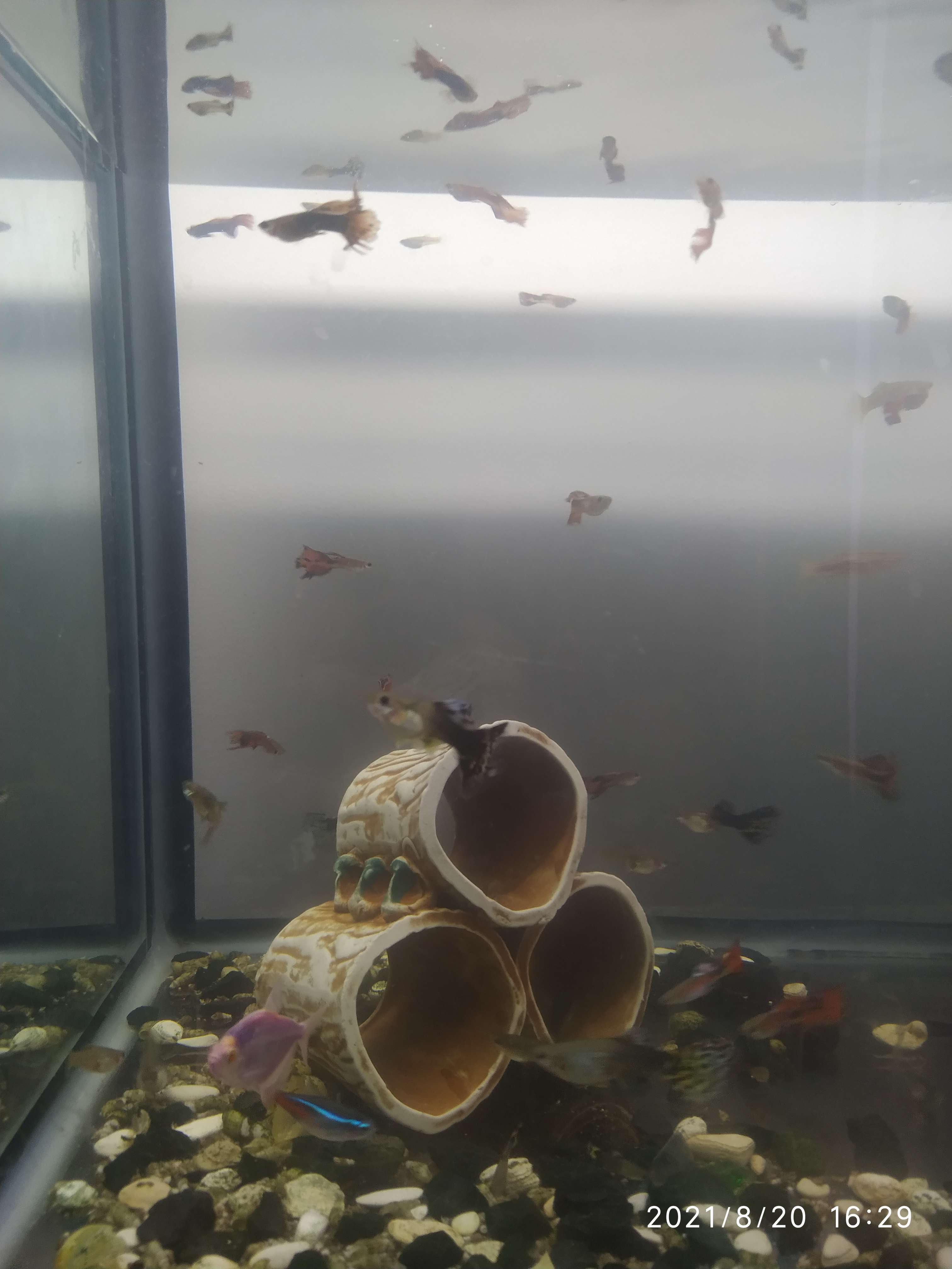 Фотография покупателя товара Декорация для аквариума "Соты", коричневая, 13х12х8 см - Фото 1
