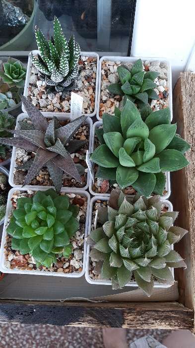 Фотография покупателя товара Горшок для рассады, 500 мл, 9×9×10 см, пластиковый, белый - Фото 16