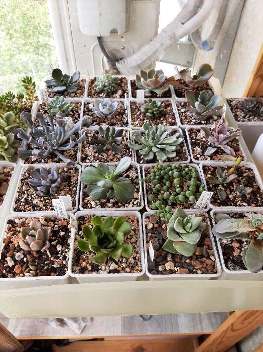 Фотография покупателя товара Горшок для рассады, 500 мл, 9×9×10 см, пластиковый, белый - Фото 15