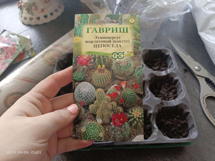 Фотография покупателя товара Семена комнатных цветов Кактус "Непоседа", ц/п,  0,05 г - Фото 24