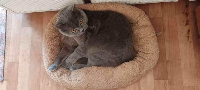 Фотография покупателя товара Лежанка для собак и кошек "Уют", мягкий мех, 50 х 42 х 11 см, молочная - Фото 1