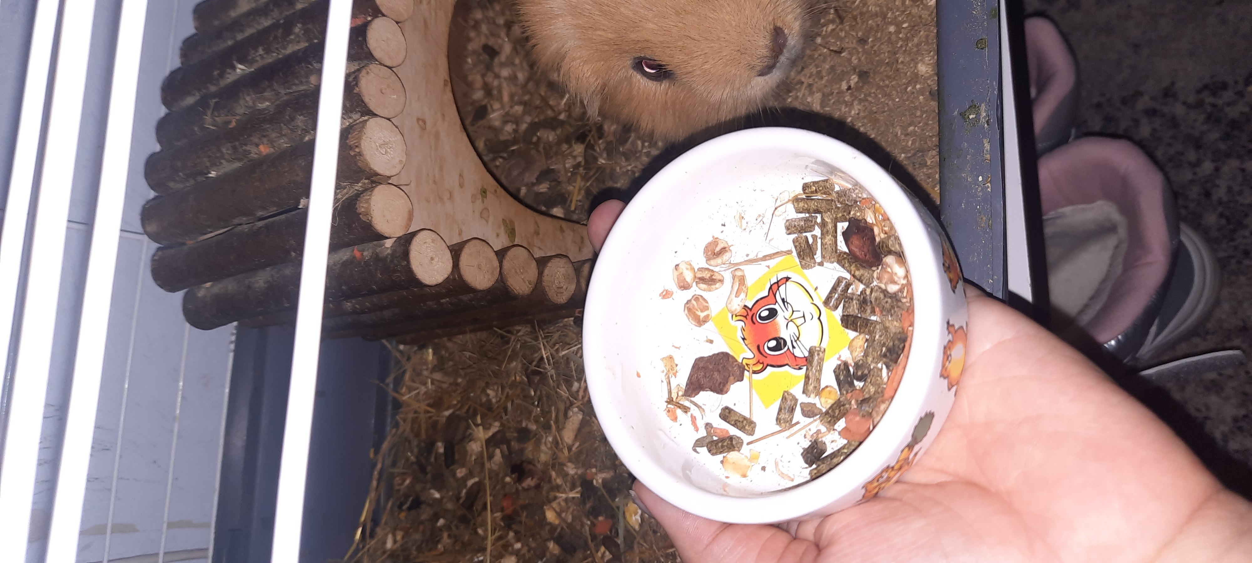 Фотография покупателя товара Миска для грызунов «Лакомство», 80 мл, 8.5×3 см, керамика, белая - Фото 1