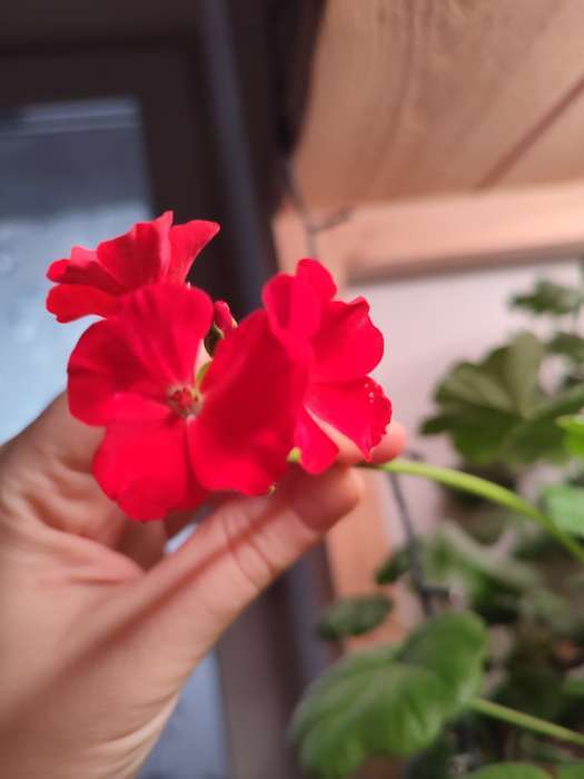 Фотография покупателя товара Семена Пеларгония "Луция", ц/п,  F1, 4 шт. - Фото 1