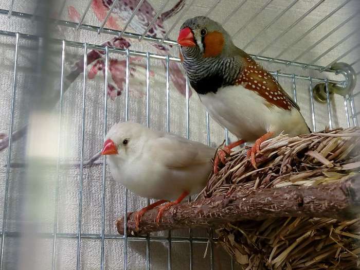 Фотография покупателя товара Корм "Верные друзья" для экзотических птиц, 500 г - Фото 1