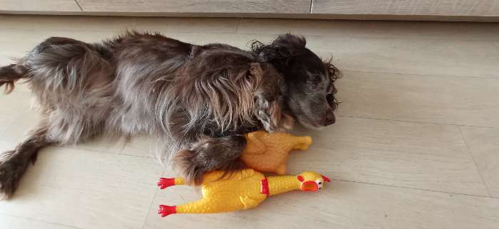 Фотография покупателя товара Игрушка пищащая "Задумчивая курица" для собак, 28 см, жёлтая - Фото 15