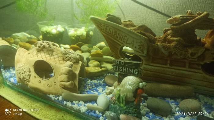 Фотография покупателя товара Декорация для аквариума "Губка'', 10х12х7 см - Фото 2