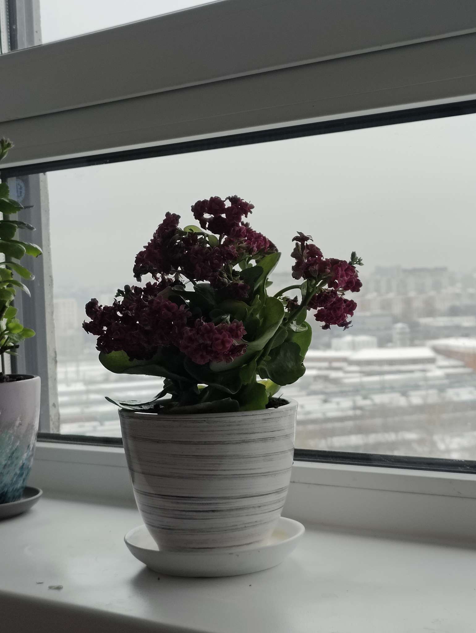 Фотография покупателя товара Горшок для цветов «День», керамический, с поддоном, 1 л, белый с полосками - Фото 1