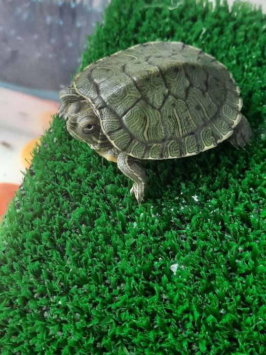 Фотография покупателя товара Мостик для черепахи №1 с травой, 20 х 10 х 6,5 см - Фото 4