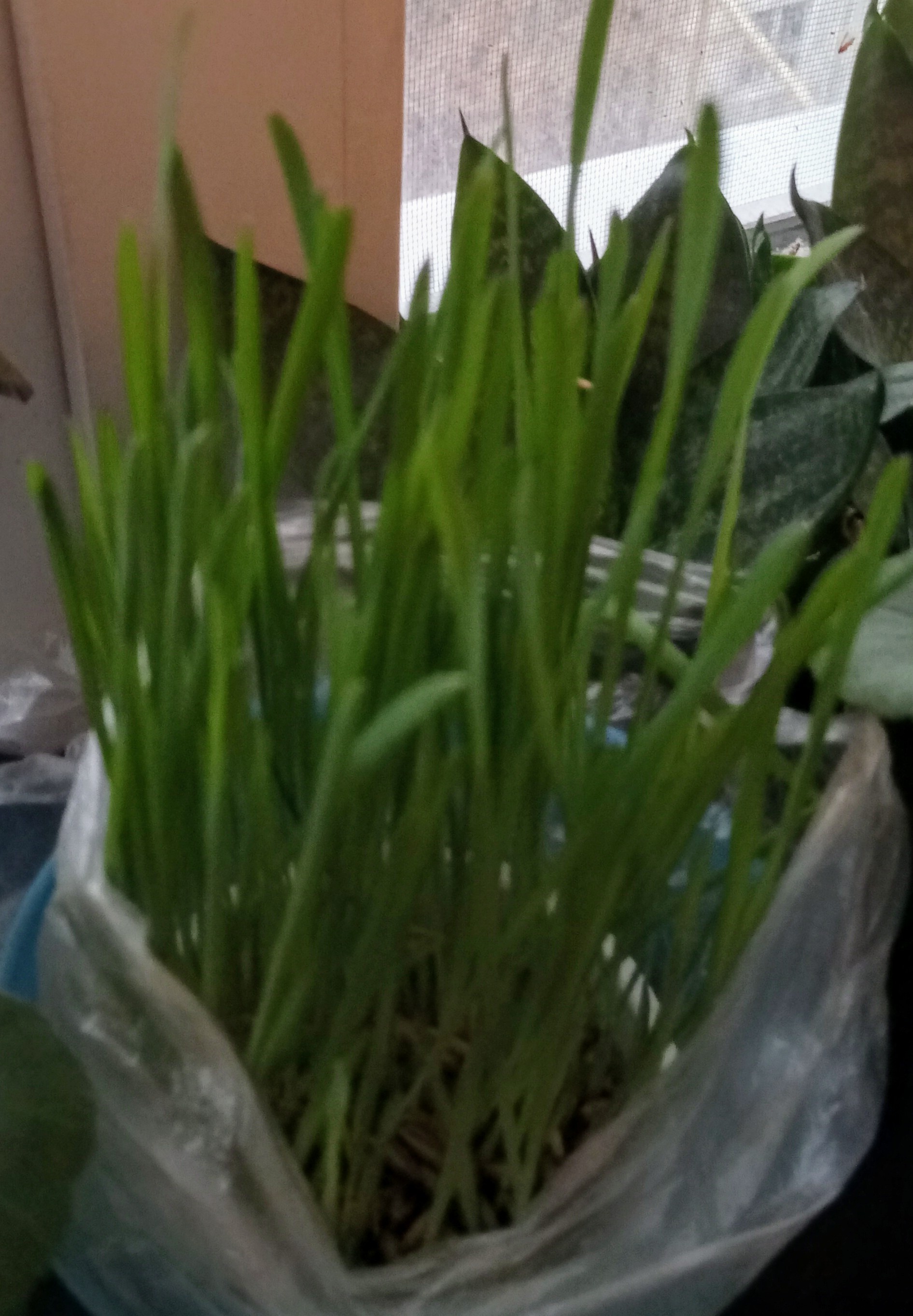 Фотография покупателя товара Семена Овес, Мой Выбор, 1 кг - Фото 3