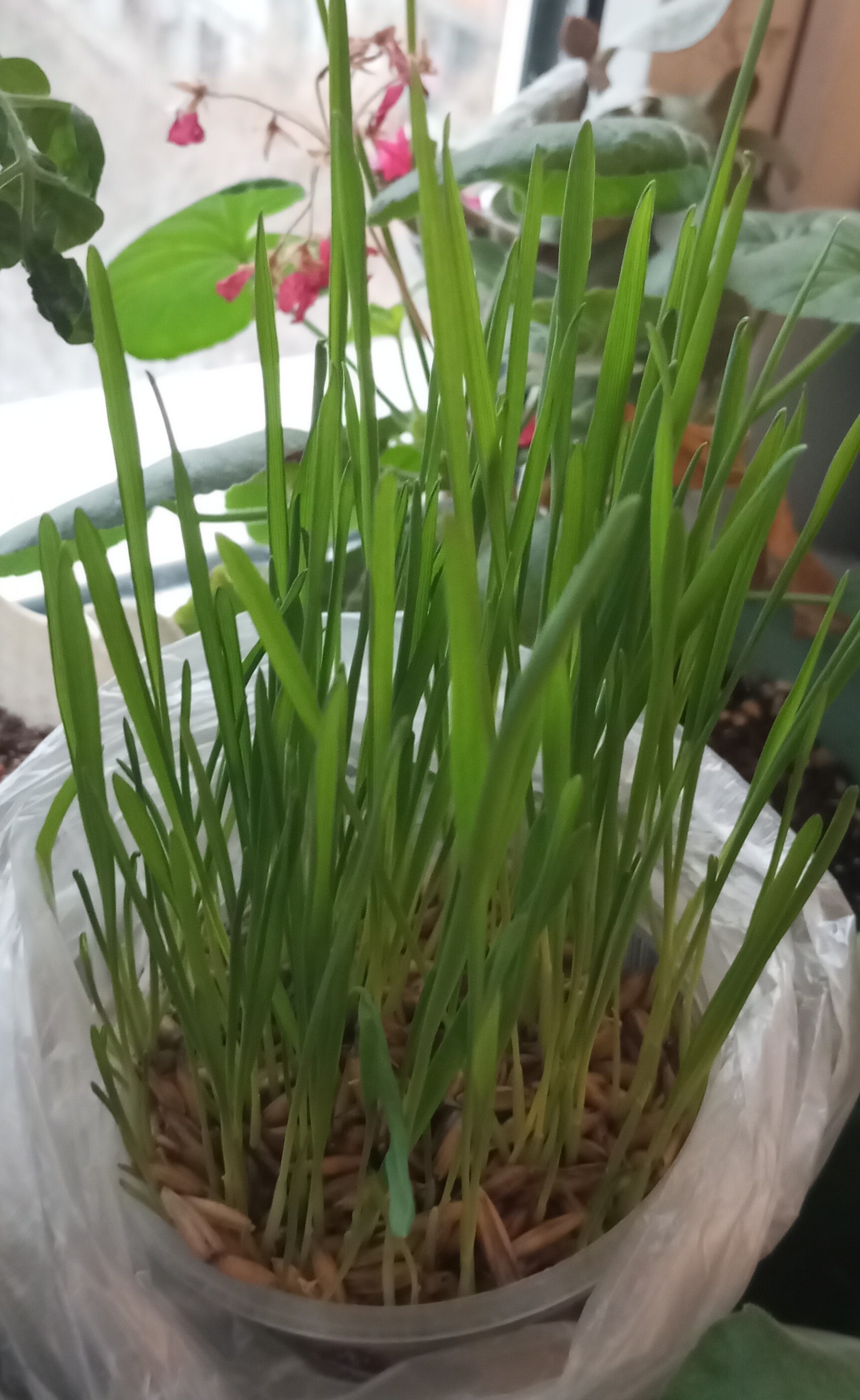 Фотография покупателя товара Семена Овес, Мой Выбор, 1 кг - Фото 1