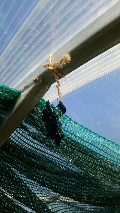 Фотография покупателя товара Клипса садовая «Кленовый лист» для крепления теневой сетки, пластиковая, чёрная - Фото 1