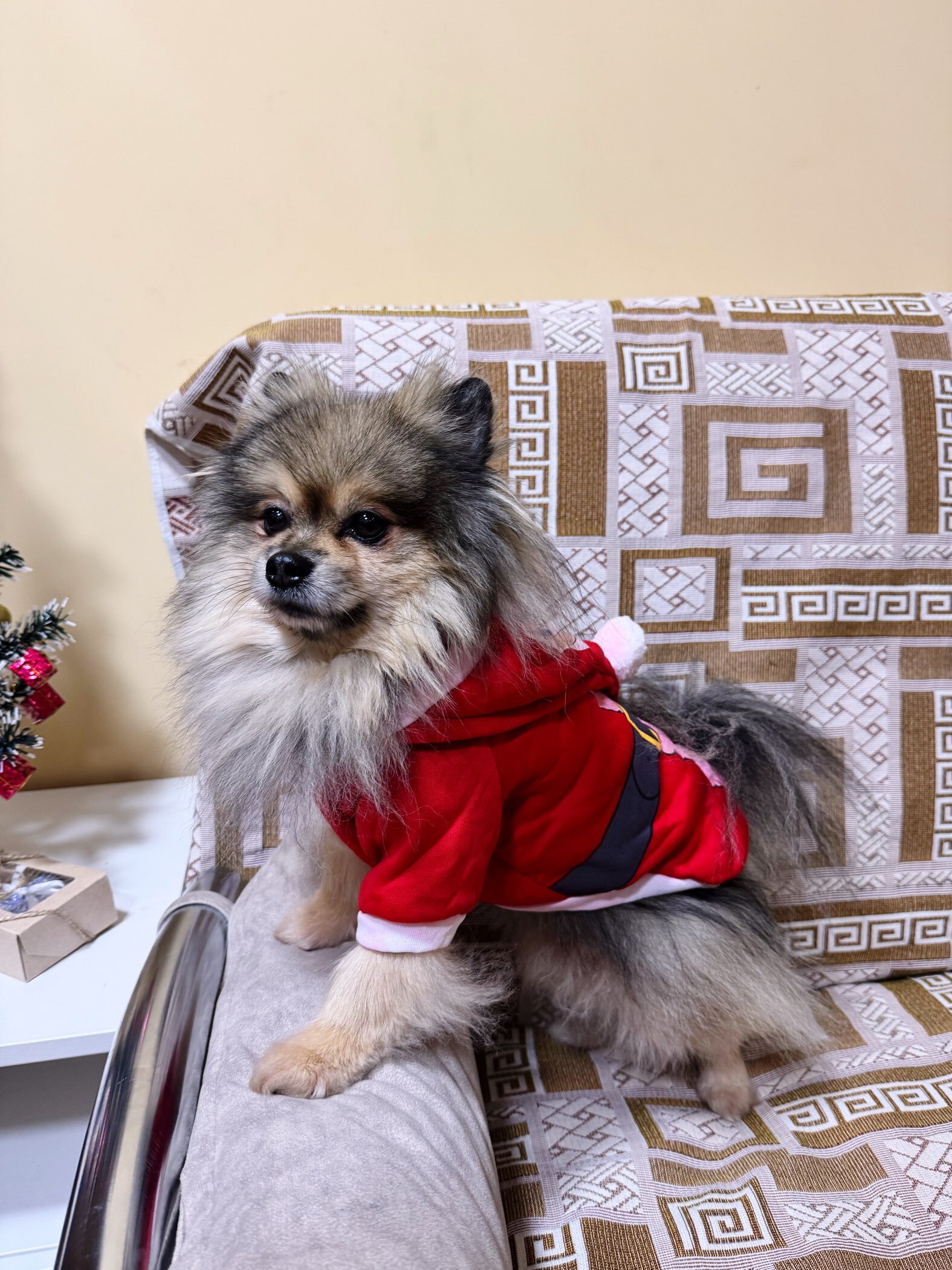 Фотография покупателя товара Толстовка для собак с колпаком Santa, M (ДС 30, ОГ 40 см) - Фото 2