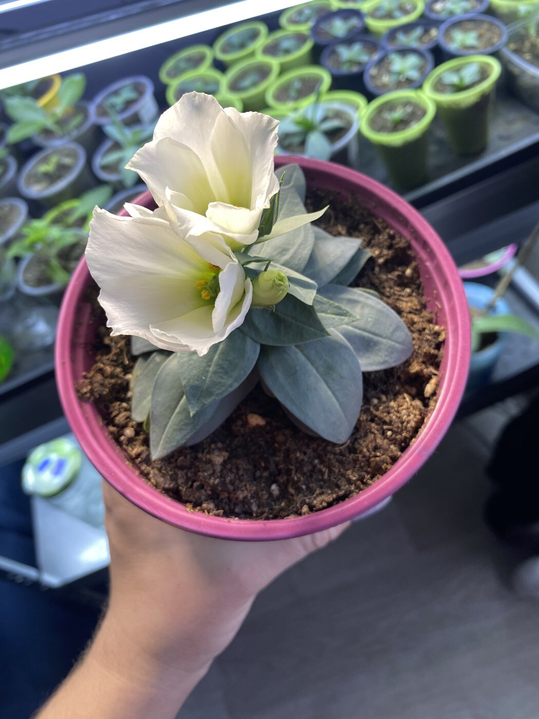 Фотография покупателя товара Семена Цветов Эустома "Кармен", 5 шт - Фото 4