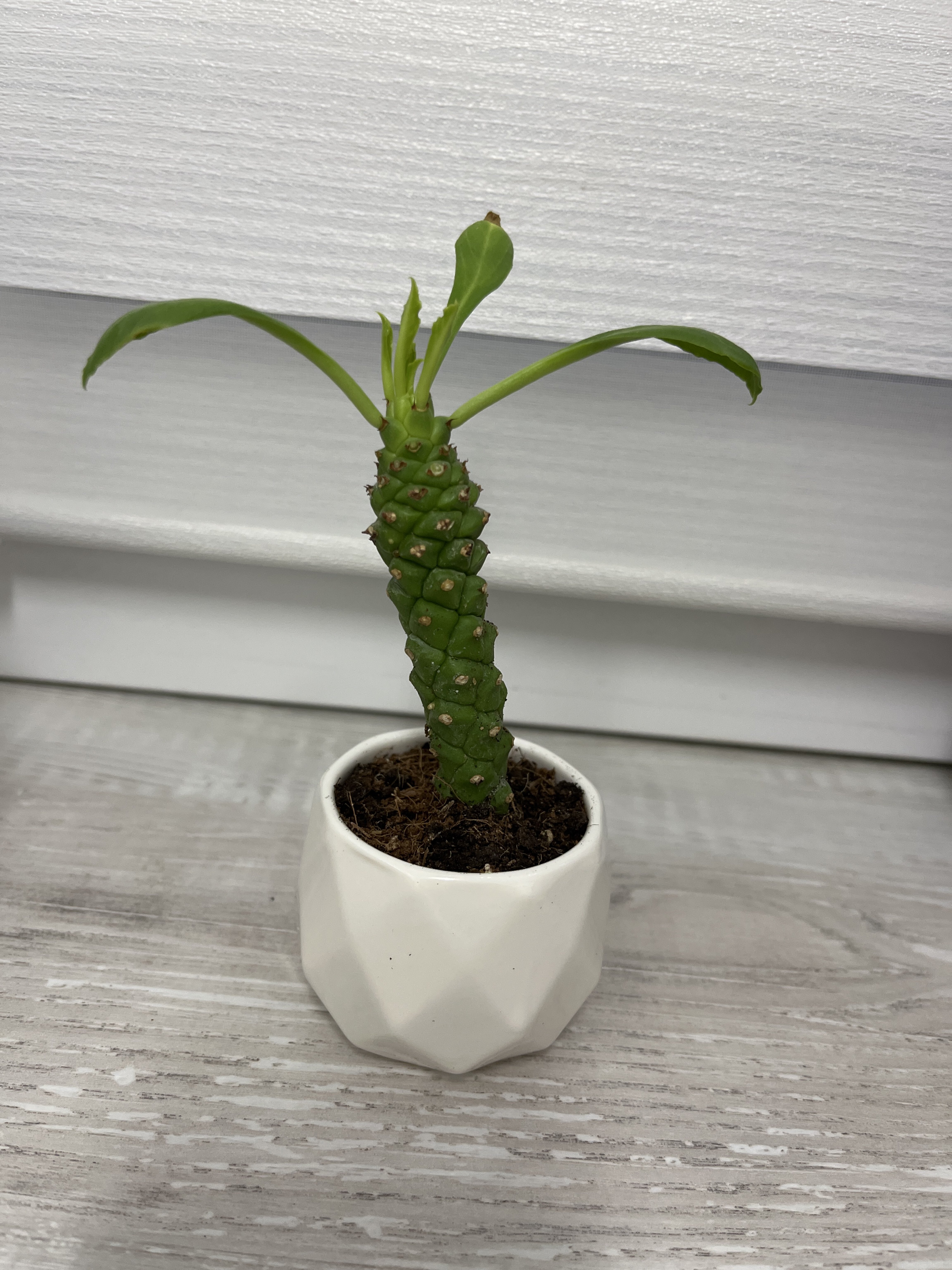 Фотография покупателя товара Горшок для цветов «Ромбы» керамический, 120 мл, 6.5×5 см, бежевый - Фото 7