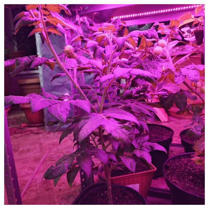 Фотография покупателя товара Семена Томат балконный «Морошка», детерминантный, низкорослый, 20 шт., «Агрофирма АЭЛИТА» - Фото 6