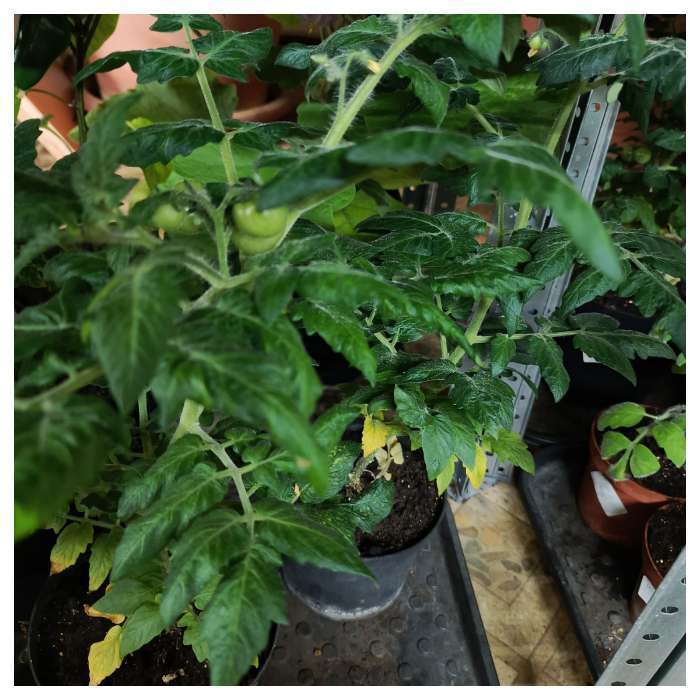 Фотография покупателя товара Семена Томат балконный «Морошка», детерминантный, низкорослый, 20 шт., «Агрофирма АЭЛИТА» - Фото 5