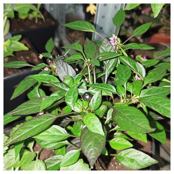 Фотография покупателя товара Семена Перец острый декоративный "Черный жемчуг", F1, 10 шт - Фото 2