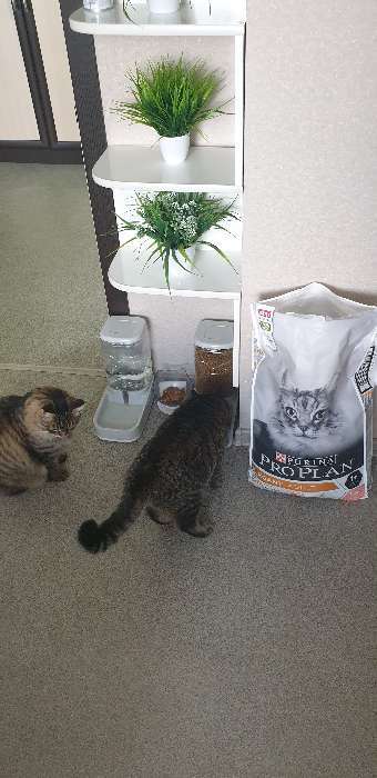 Фотография покупателя товара Сухой корм PRO PLAN для кошек с чувствительной кожей, лосось, 10 кг