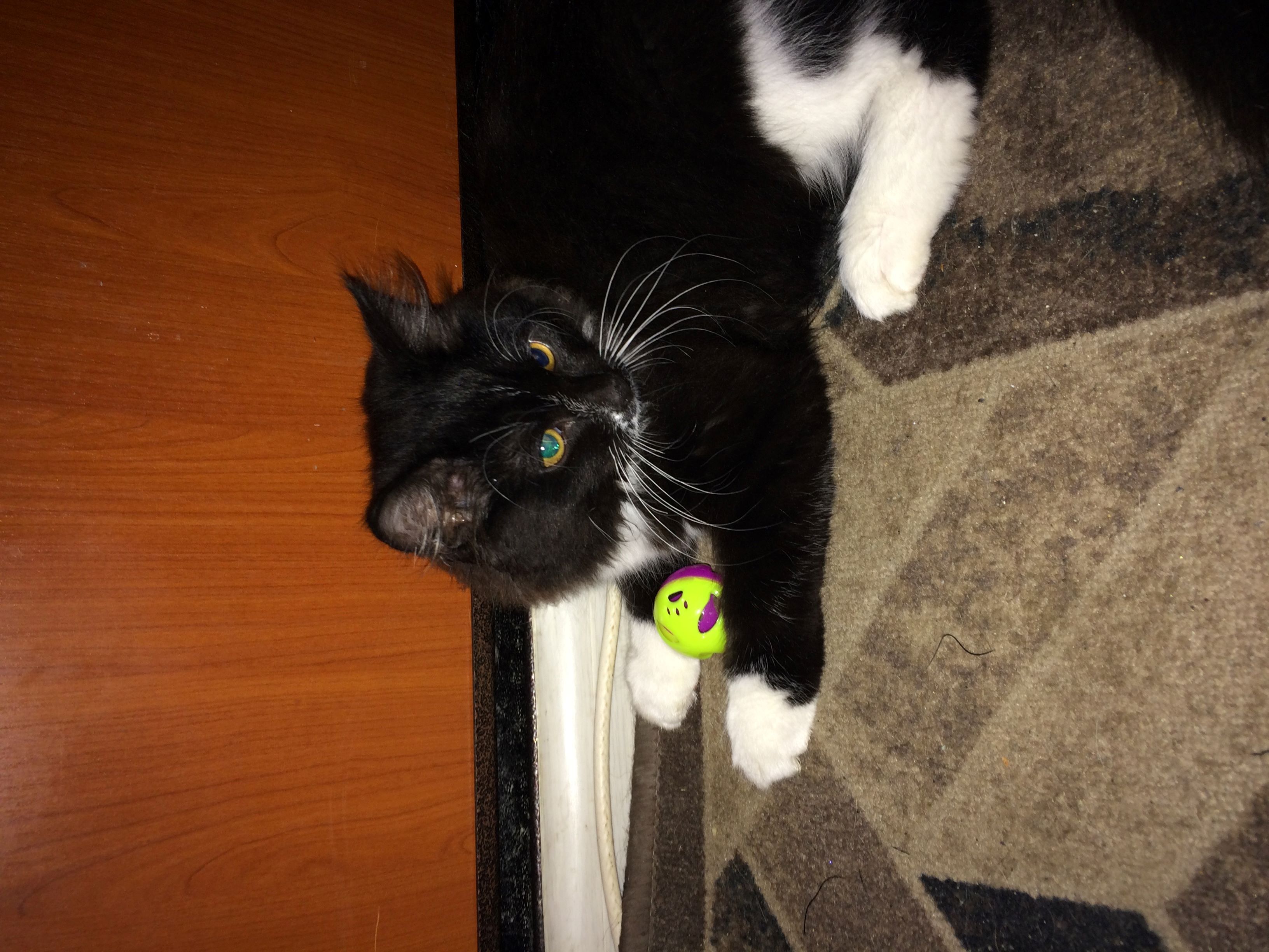 Фотография покупателя товара Набор шариков-погремушек «Рыбки и лапки», диаметр 3.8 см, 2 шт., желтый, синий - Фото 1