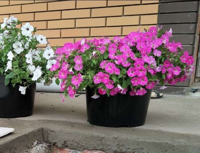 Фотография покупателя товара Семена Цветов Петуния "Городская", F1, утренняя, драже в пробирке, 7 шт - Фото 15