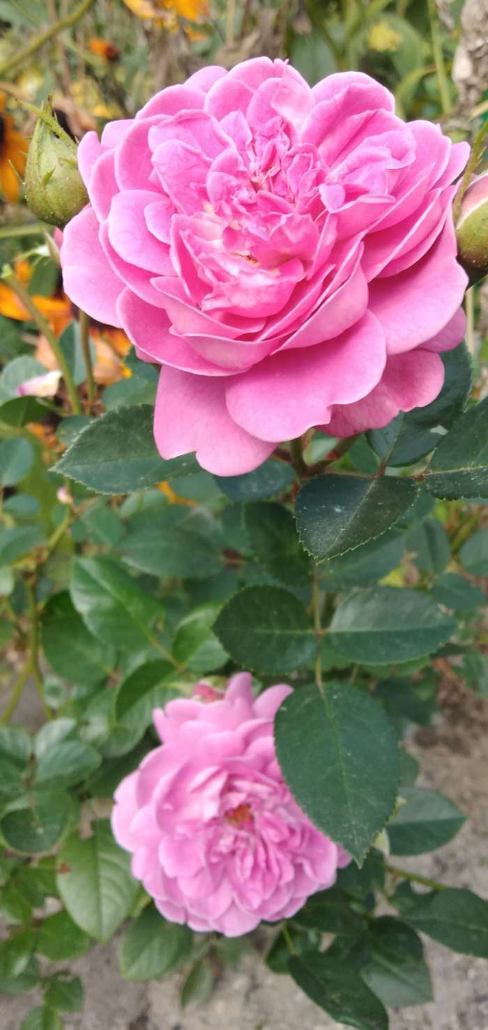 Фотография покупателя товара Саженец розы Сиреневый Дождь Весна 2024, 1 шт. - Фото 11