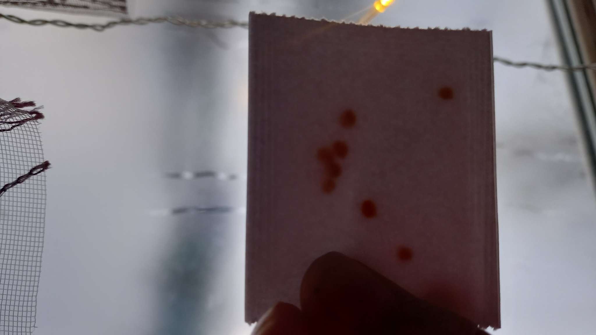 Фотография покупателя товара Семена Перец сладкий «Трюфелек Шоколадный », F1, 8 шт., «Русский огород» - Фото 7