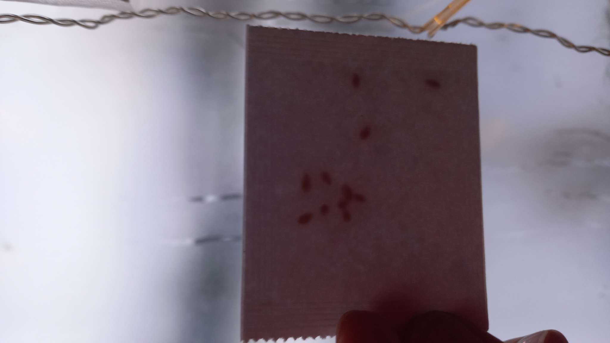 Фотография покупателя товара Семена Мелотрия (мышиная дыня) «Полосатик», 0.03 г, «Аэлита» - Фото 3