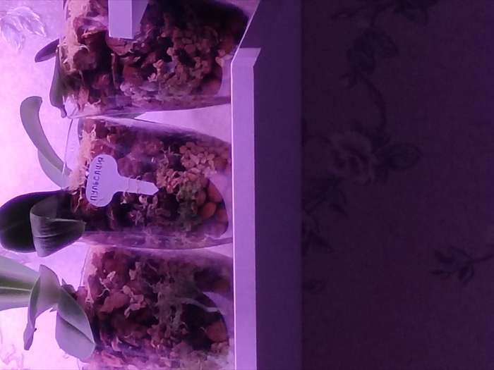 Фотография покупателя товара Горшок для орхидей, 1.5 л, 13×17 см, пластиковый, прозрачный - Фото 1