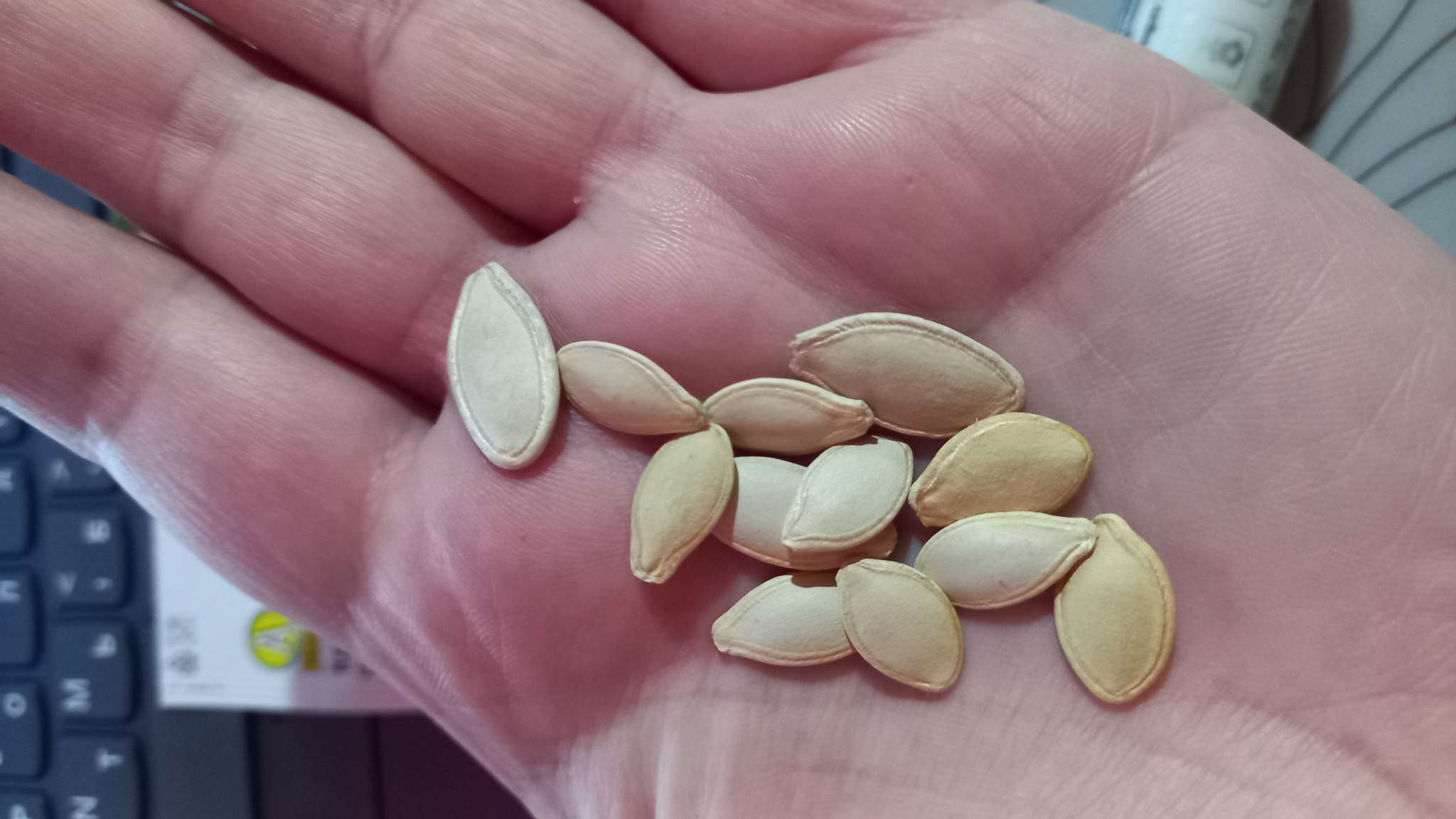 Фотография покупателя товара Семена Кабачок «На любой вкус», смесь, 12 шт., «Аэлита» - Фото 1