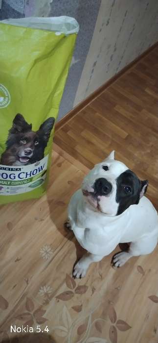 Фотография покупателя товара Сухой корм DOG CHOW для собак, ягненок, 14 кг