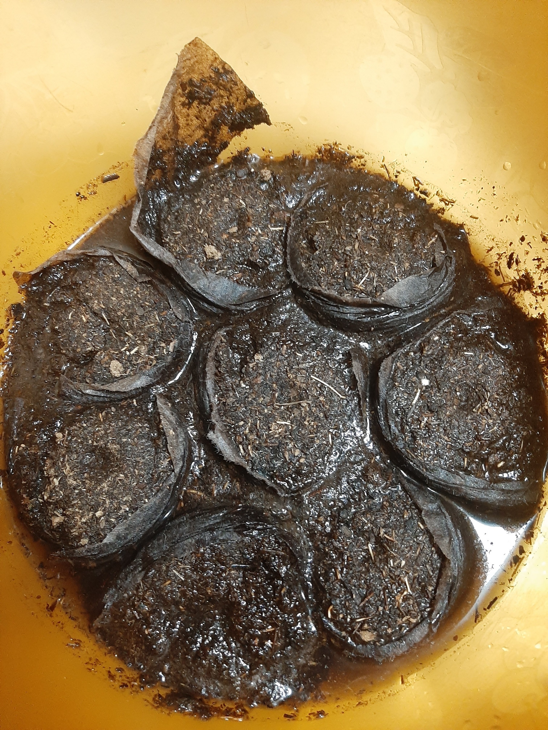 Фотография покупателя товара Таблетки торфяные, для рассады, d=4.2 см, с оболочкой, набор 50 шт. - Фото 36