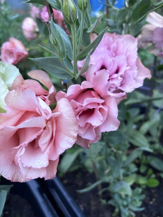 Фотография покупателя товара Семена цветов Эустома крупноцветковая Корелли Эприкот, 5шт - Фото 3