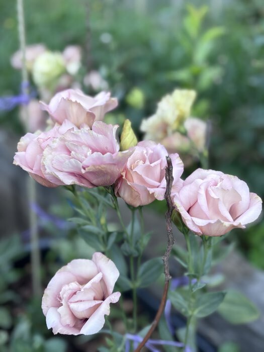 Фотография покупателя товара Семена цветов Эустома крупноцветковая Корелли Эприкот, 5шт - Фото 4