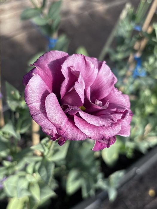 Фотография покупателя товара Семена цветов Эустома "Мариачи Мисти Кармин", F1, драже, 3шт - Фото 2