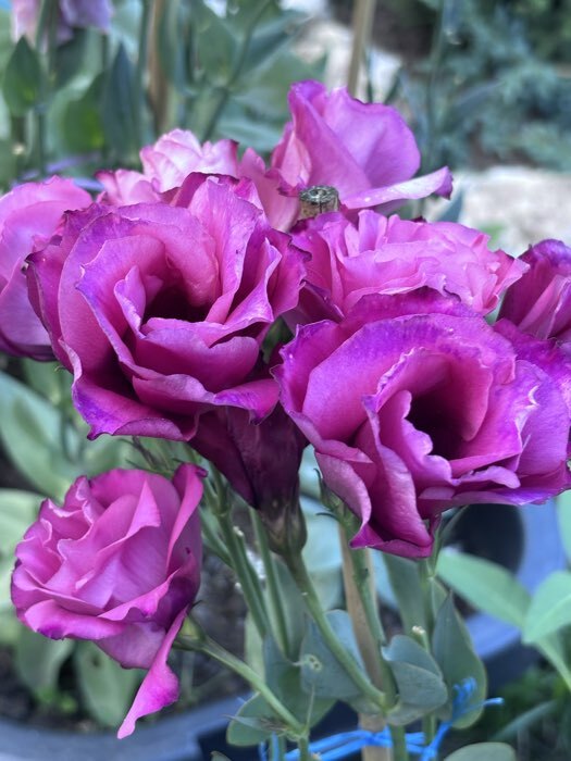 Фотография покупателя товара Семена цветов Эустома "Мариачи Мисти Кармин", F1, драже, 3шт - Фото 3