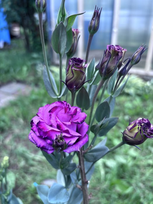 Фотография покупателя товара Семена цветов Эустома "Мариачи Мисти Кармин", F1, драже, 3шт - Фото 4