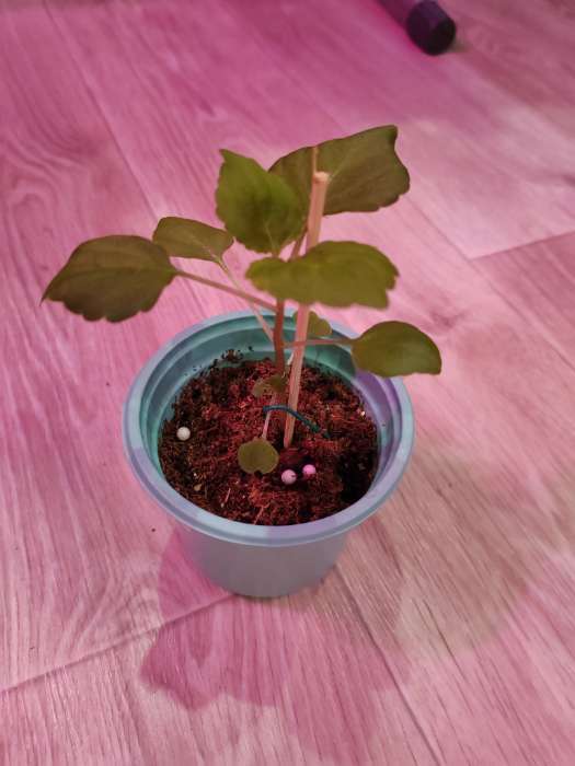 Фотография покупателя товара Семена цветов Бальзамин «Беленс роуз пикоти», 4 шт., «Семена Алтая» - Фото 6