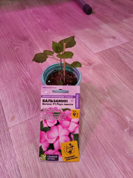 Фотография покупателя товара Семена цветов Бальзамин «Беленс роуз пикоти», 4 шт., «Семена Алтая» - Фото 9