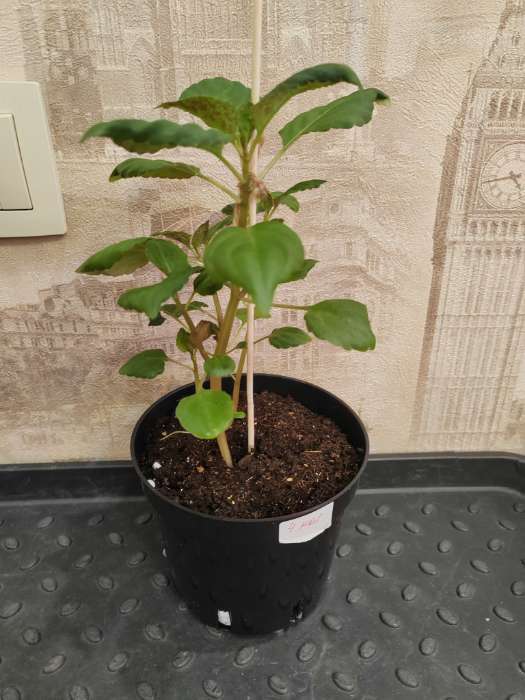 Фотография покупателя товара Семена цветов Бальзамин «Беленс роуз пикоти», 4 шт., «Семена Алтая» - Фото 10