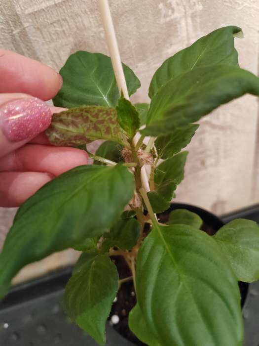 Фотография покупателя товара Семена цветов Бальзамин «Беленс роуз пикоти», 4 шт., «Семена Алтая» - Фото 4