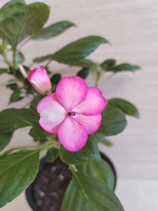 Фотография покупателя товара Семена цветов Бальзамин «Беленс роуз пикоти», 4 шт., «Семена Алтая» - Фото 5