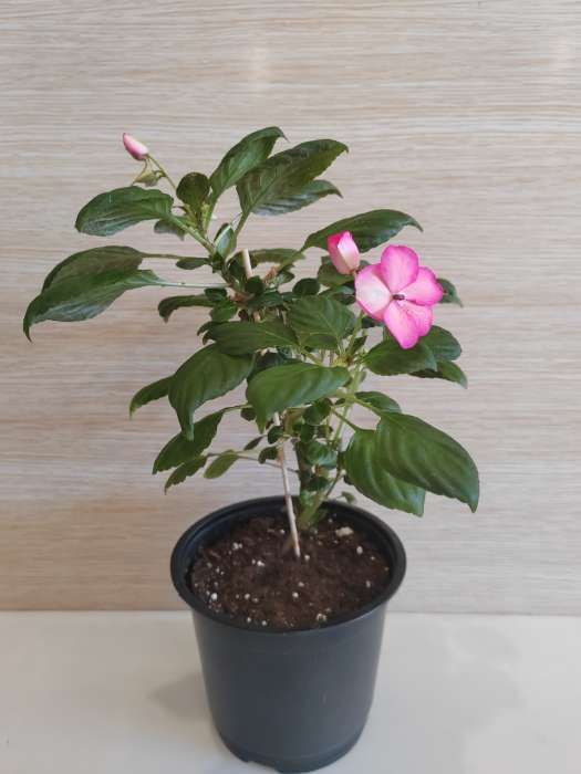 Фотография покупателя товара Семена цветов Бальзамин «Беленс роуз пикоти», 4 шт., «Семена Алтая» - Фото 8