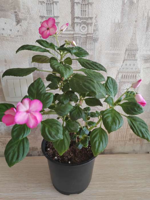 Фотография покупателя товара Семена цветов Бальзамин «Беленс роуз пикоти», 4 шт., «Семена Алтая» - Фото 7