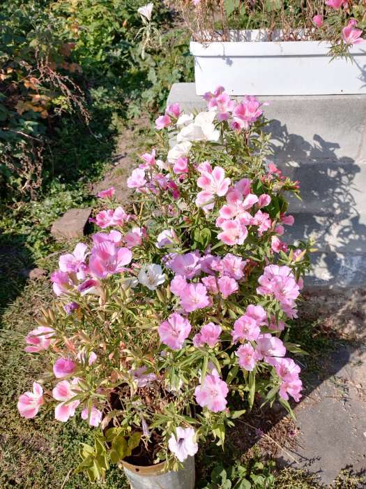 Фотография покупателя товара Семена цветов Годеция «Монарх», 0.05 г, «Семена Алтая» - Фото 1