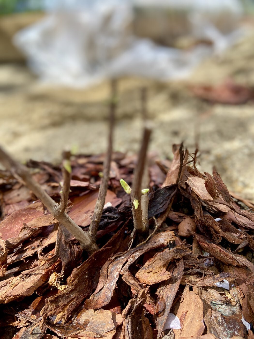 Фотография покупателя товара Гортензия метельчатая Люкс «Ваниль Фрайз» , саженец декоративный, цветущий, 1 шт., туба - Фото 6